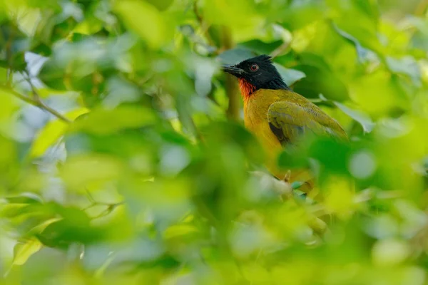 Черношапочный Булбул Rubigula Melanicterus Зелёная Чёрная Птица Эндемик Шри Ланки — стоковое фото