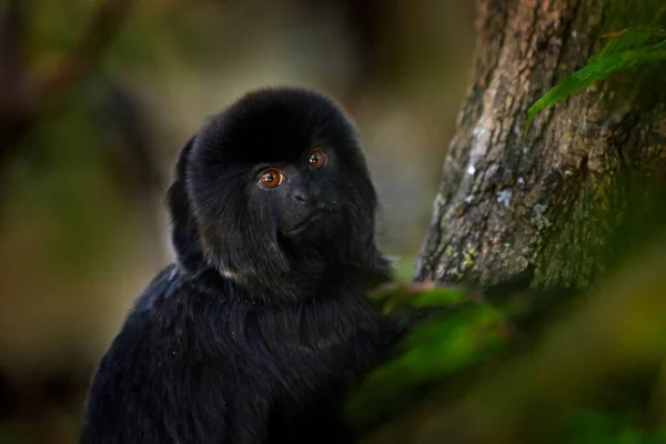 Goeldi Marmoset Aap Callimico Goeldii Kleine Zwarte Zuid Amerikaanse Aap — Stockfoto