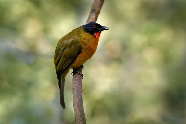 Kara Başlıklı Bulbul Rubigula Melanicterus Asya Daki Sri Lanka Yaşayan — Stok fotoğraf