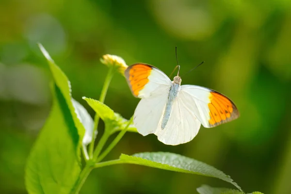 Hebomoia Glaucippe Great Orange Tip Butterfly Belonging Family Pieridae White — Stock Photo, Image