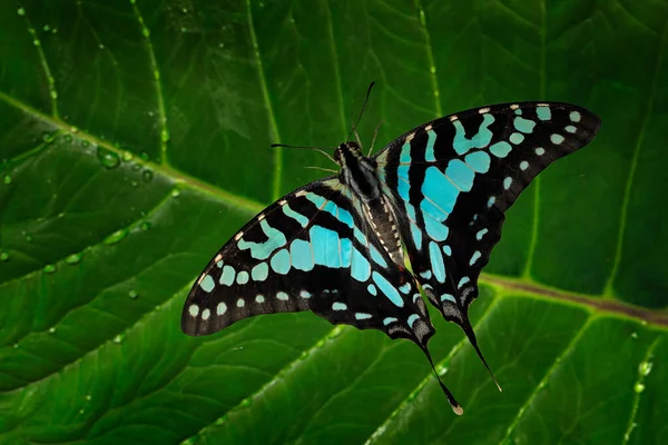 Graphium Antheus Velký Pruhovaný Mečoun Motýlí Grom Papilionidae Vlaštovky Nalezený — Stock fotografie