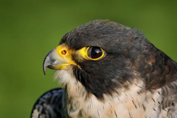 ファルコン 頭を閉じて肖像画 ペレグリン ファルコン 獲物の鳥は 岩の中の石の上に座って 自然生息地 ドイツの詳細な肖像画 雨の日にヨーロッパからの鳥と野生のシーン — ストック写真