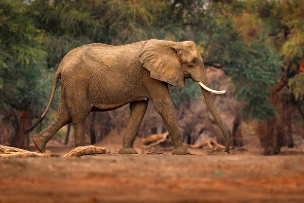 Forest Mana Pools Zimbabwe Africa Слон Старому Лісі Вечірнє Світло — стокове фото