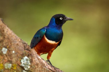 Muhteşem Starling, Lamprotornis süper otobüsü, doğal ortamdaki ağaç dalında oturuyor. Yeşil ormandaki güzel parlak kuş, Afrika 'daki Etiyopya. Yeşil tropik ormanda sığırcık, Simien NP.