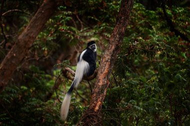 Etiyopya 'daki Bale Dağları, Harenna Ormanı' ndan siyah beyaz bir kolobus maymunu. Doğu Afrika 'dan maymun hayvan. Hayvan Karanlık Orman Ağacı Habitatı. Etiyopya 'dan vahşi yaşam. Mantolu guereza.