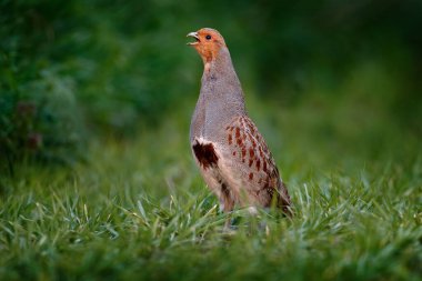Partridge with open bill in the green grass. Grey partridge, Perdix perdix, bird in habitat. Animal in the nature meadow. Detail portrait of Grey partridge from Germany, wildlife nature in Europe. clipart