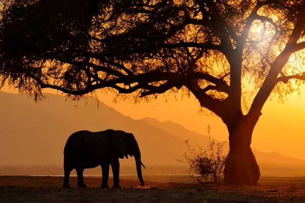 Naplemente Elefánt Eteti Faágat Elefánt Mana Pools Ben Zimbabwe Ban — Stock Fotó