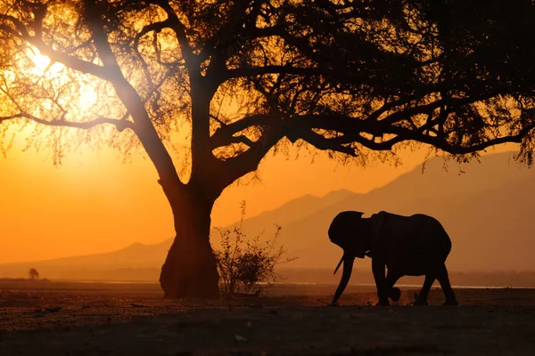 夕阳西下 大象喂树枝 非洲津巴布韦Mana Pools Np的大象 老森林里的大动物黄昏时分 日落时分 自然界中神奇的野生动物场景 — 图库照片