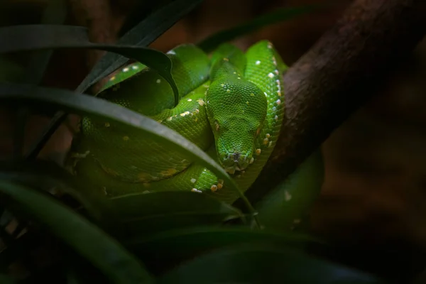 Zöld Piton Morelia Viridis Kígyó Indonéziából Guineából Részletezd Kígyó Portréját — Stock Fotó