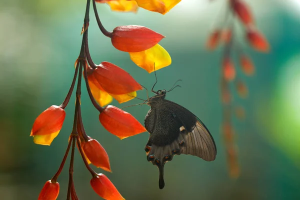 Motyl Tropikalny Motyl Zielony Papilio Palinurus Owad Siedlisku Przyrodniczym Kwiat — Zdjęcie stockowe