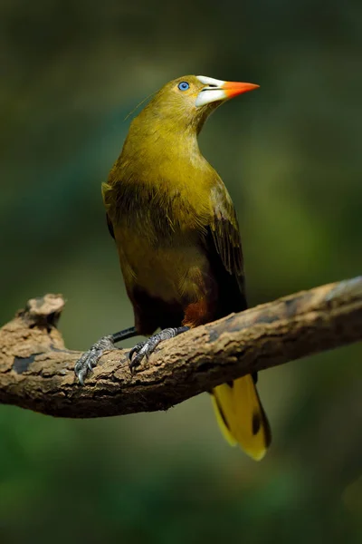 Zielony Oropendola Psarocolius Viridis Ptak Tropikalny Białym Dziobem Niebieskim Okiem — Zdjęcie stockowe