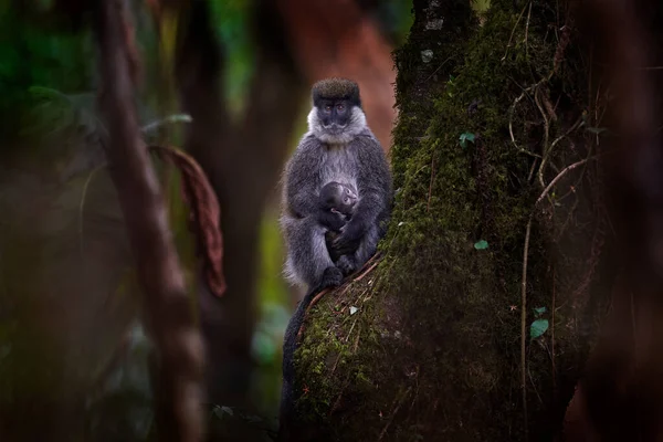 Macaco Vervet Chlorocebus Djamdjamensis Com Bebé Floresta Harenna Bale Mountains — Fotografia de Stock