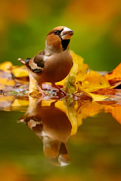 Jesienna Dzicz Hawfinch Coccothraustes Coccothraustes Brązowy Ptaszek Siedzący Pomarańczowym Żółtym — Zdjęcie stockowe