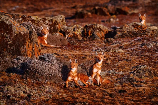 Etiopisk Varg Canis Simensis Packa Naturen — Stockfoto
