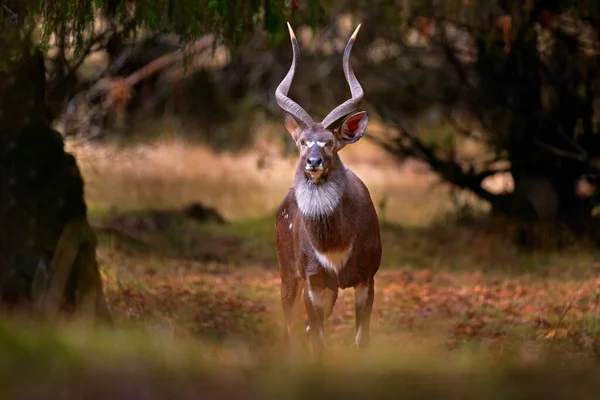 Mountain Nyala Tragelaphus Buxtoni Balbok Antilope Natuur Habitat Groot Wild — Stockfoto