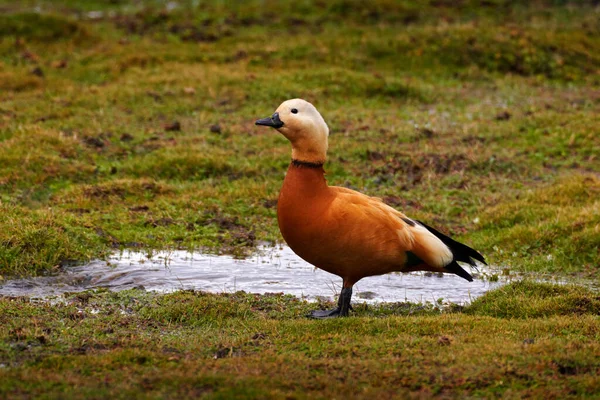 Ruddy Shelk Tadorna Ferruginea Známý Indii Brahminy Kachna Vzácný Endemický — Stock fotografie