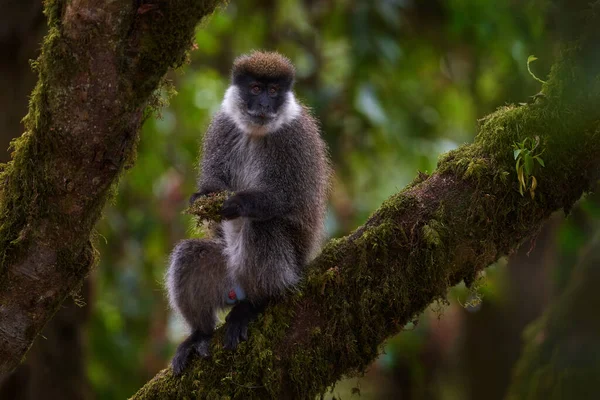 Bale Vervet Monkey Chlorocebus Djamdjamensis Com Musgo Nas Mãos Harenna — Fotografia de Stock