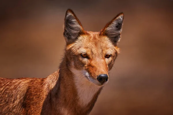 Etiyopya Kurdu Canis Simensis Doğada Bale Dağları Etiyopya Nadir Bulunan — Stok fotoğraf