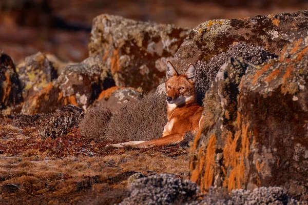 Ефіопський Вовк Canis Simensis Пакуватися Природі Bale Mountains Ефіопія Рідкісні — стокове фото