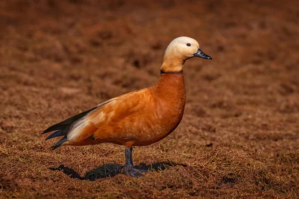 Ruddy Shelduck Tadorna Ferruginea Conhecido Índia Como Pato Brahminy Ave — Fotografia de Stock