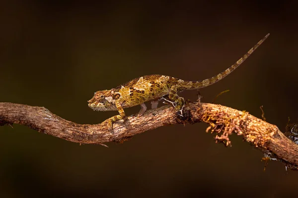 Trioceros Balebicornutus Bale Dağları Boynuzlu Bukalemun Harenna Ormanı Ndan Endemik — Stok fotoğraf