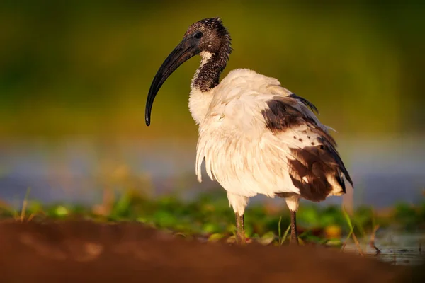 聖なるイビス トレスキオニス エチオピクス 黒い頭をした白い鳥 湖での餌やり 鳥との美しい朝の光 アフリカのエチオピアのアワサ湖からの野生動物のシーン — ストック写真