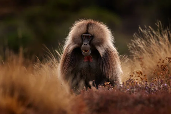 歯の開いた口を持つGelada Baboon シミエン山脈Np ジェラーダ猿 詳細肖像画 エチオピアから アフリカのかわいい動物 自然の生息地でかわいい固有哺乳動物 — ストック写真