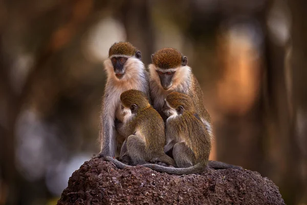 Famiglia Scimmia Insieme Riposo Pausa Relax Scimmia Veterano Chlorocebus Pygerythrus — Foto Stock