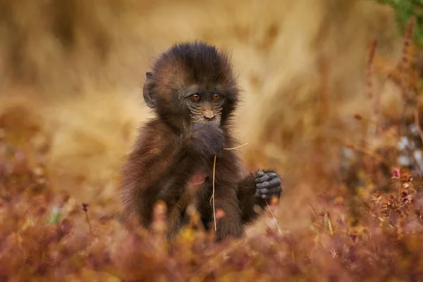 Mignon Bébé Singe Nourrissant Paille Chaume Herbe Babouin Gelada Avec — Photo