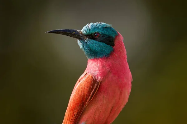 Red Pink Northern Carmine Bee Eater Merops Nubicus Detail Portrait — Stock Photo, Image