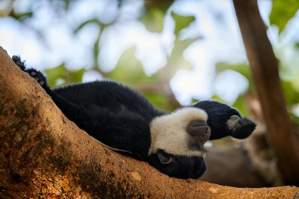 Opičí Odpočinek Přestávka Kmeni Stromu Černobílá Colobus Opice Harenna Forest — Stock fotografie