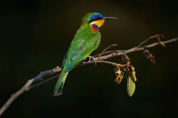 Blue Breasted Bee Eater Merops Variegatus Lake Awassa Ethiopia Africa — Stock Photo, Image