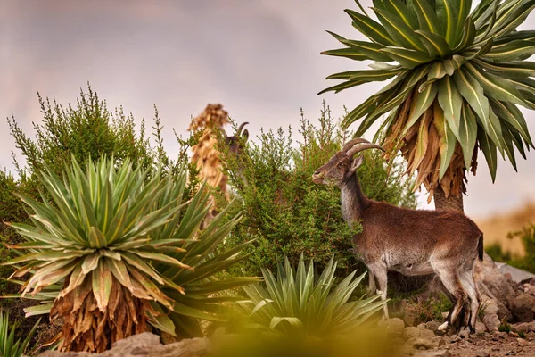 Walia Dağ Keçisi Capra Walie Doğa Habitatında Nadir Görülen Endemik — Stok fotoğraf