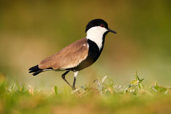 Lapwing Plover Vanellus Spinosus Puesta Del Sol Tarde Aves Cerca — Foto de Stock