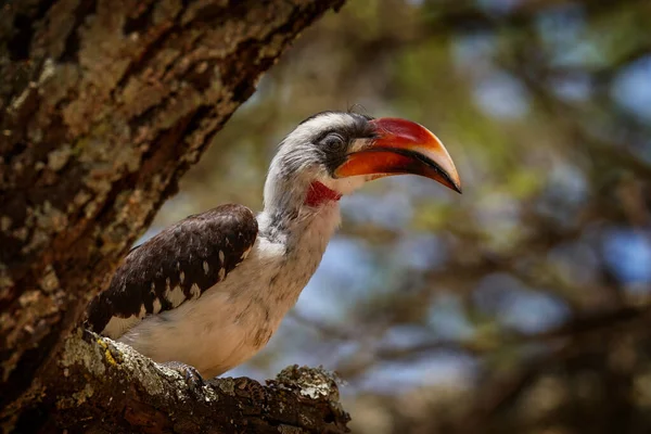 Hornbill Von Der Decken Tockus Deckeni Pták Kmeni Stromu Jezero — Stock fotografie