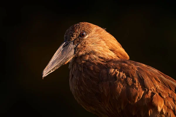 茶色の鳥の日没の肖像画 Hamerkop Scopus Umbretta 緑の草の中 アフリカの雨季です 自然生息地の茶色の鳥 アフリカのオカバンゴデルタのモレミからの野生動物のシーン — ストック写真