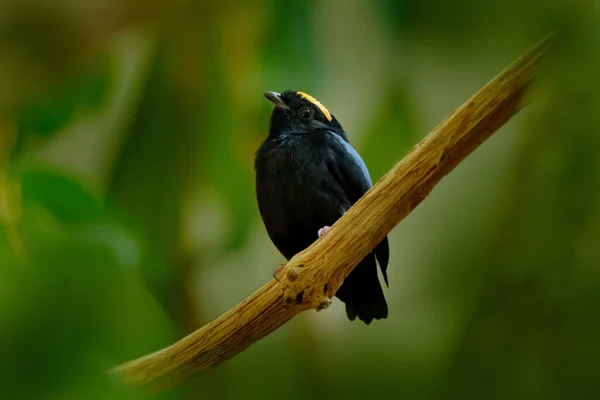 Синехвостый Манакин Chiroxiphia Pareola Синяя Чёрная Ворона Тропической Южной Америки — стоковое фото