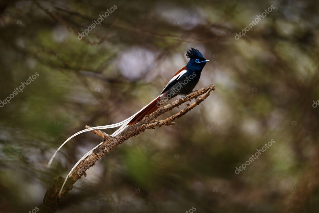 Uzun, tik turgan kokrak fotosurati