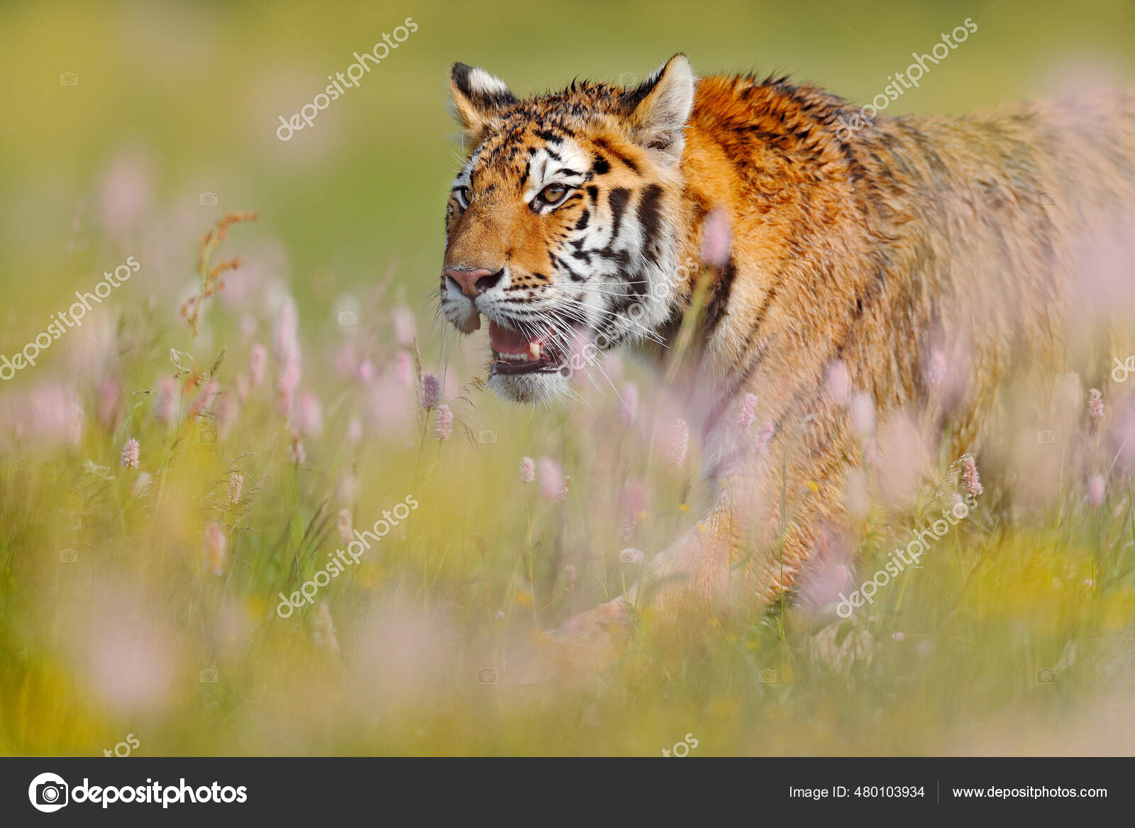 Close up portrait of Amur (Siberian) tiger in forest, looking at