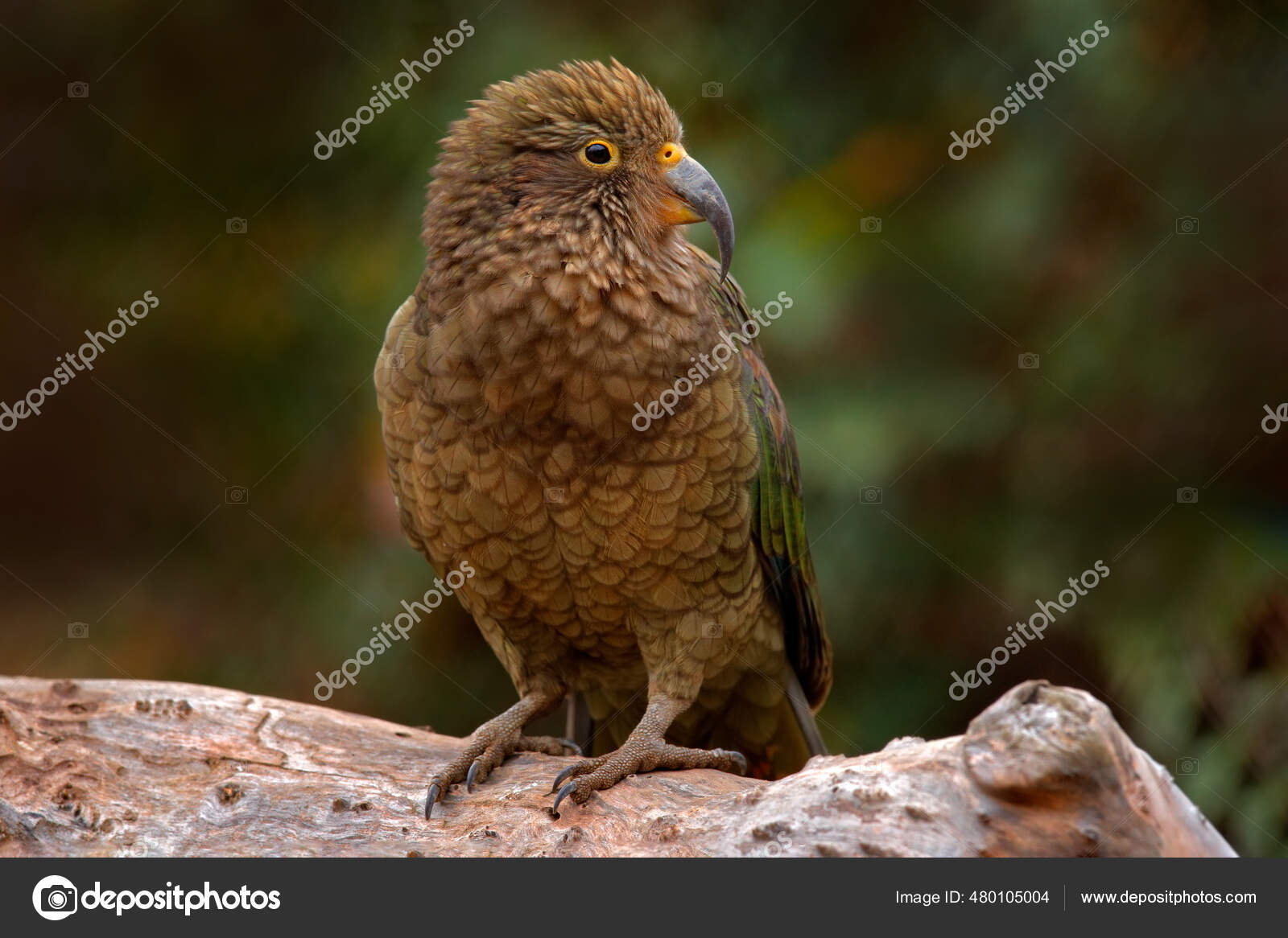 Kea Papagaio Nestor Notabilis Pássaro Verde Habitat Natural Montanha Nova —  Foto © OndrejProsicky #480105004, image size:1600x1166