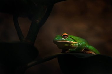 Dev beyaz dudaklı kurbağa, Litoria infrafrenata, karanlık orman habitatında yeşil amfibi. Queensland, Avustralya 'da bitki yaprağında oturan kurbağa. Yeşil kurbağa, vahşi doğa..