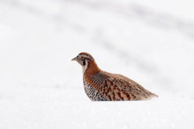 Tibetli Partridge, Perdix hodgsoniae, kış dağlarında karların ve kayaların üzerinde oturan kuş. Taş habitatında keklik, Ladakh, Hemis NP, Hindistan. Himalayalardaki kuşlar Güneşli kayalık dağlar.