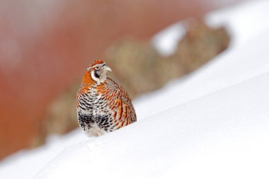 Tibetli Partridge, Perdix hodgsoniae, kış dağlarında karların ve kayaların üzerinde oturan kuş. Taş habitatında keklik, Ladakh, Hemis NP, Hindistan. Himalayalardaki kuşlar Güneşli kayalık dağlar.