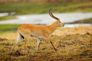 Lechwe, Kobus leche, sulak arazilerdeki altın çayırlarda antilop. Nehir suyunda akan Lechve, Okavango deltası, Botswana, Afrika. Doğadan vahşi yaşam sahnesi. 