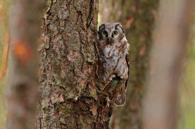 Boreal baykuş, Aegolius funereus, arka planda açık yeşil orman olan eski bir ağaç gövdesinde oturuyor..