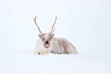 Vahşi ren geyikleri, Rangifer tarandus, karda büyük boynuzları olan, Svalbard, Norveç. Svalbard ren geyiği, doğadan vahşi yaşam sahnesi, Actic 'te kış. Ren geyikleriyle kış manzarası. 