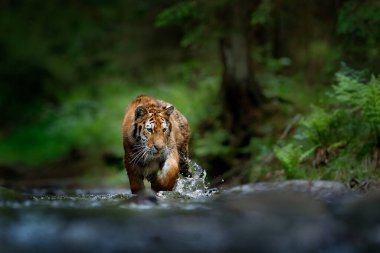Amur kaplanı Sibirya 'da suda koşuyor. Tehlikeli bir hayvan, Tacga, Rusya. Yeşil orman akıntısında bir hayvan. Sibirya kaplanı su sıçratıyor.
