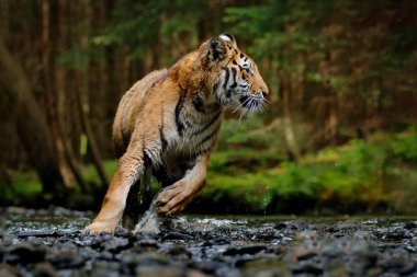 Amur kaplanı Sibirya 'da suda koşuyor. Tehlikeli bir hayvan, Tacga, Rusya. Yeşil orman akıntısında bir hayvan. Sibirya kaplanı su sıçratıyor.