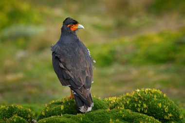 Yeşil bitki örtüsünde antisana yırtıcı kuşu. Carunculated caracara, Phalcoboenus carunculatus, Antisana, Ekvador 'dan güzel yırtıcı kuş..