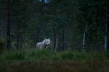 Finlandiya 'dan kurt. Gri kurt, köpek lupus, bahar ışığında, ormanda yeşil yapraklarla. Doğadaki kurt yuvası. Finlandiya Taiga 'sında vahşi bir hayvan. Vahşi yaşam, Avrupa.
